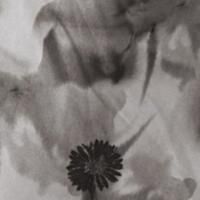 Women's Floral Print Midi Skirt