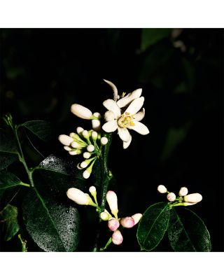 Le Vestiaire des Parfums Saharienne Eau de Parfum 4.2 oz.