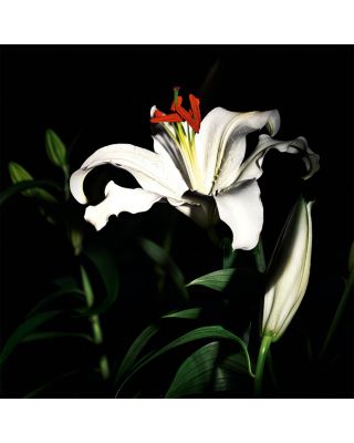 Le Vestiaire des Parfums Capeline Eau de Parfum 4.2 oz.