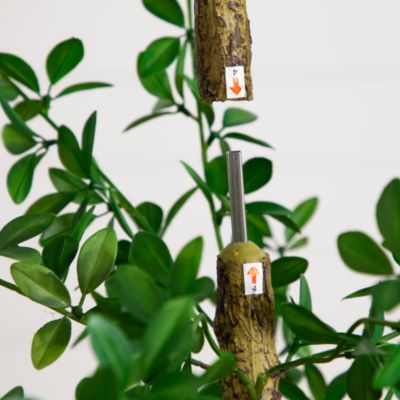 7' Artificial Shady Lady Black Olive Tree