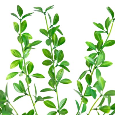 6' Artificial Shady Lady Black Olive Tree