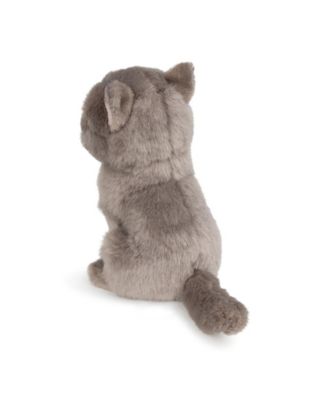  Bt Chaps Freddy The British Shorthair Floppy In Giftbox Plush 5-7 - Ages 5-7