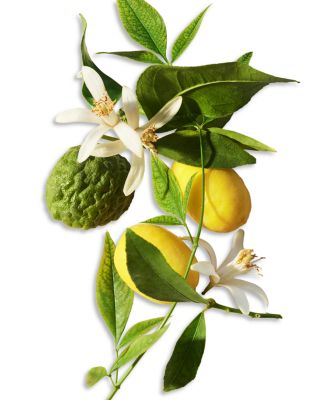 Eau Parfum&eacute;e Th&eacute; Vert Body Shower Gel 10.1 oz.