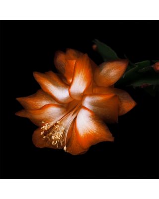 Black Saffron Absolu de Parfum 3.4 oz.