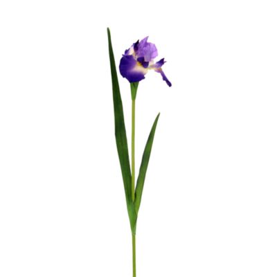 Iris Stem, Set of 12