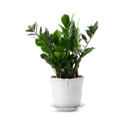 Berry & Thread 7" Planter with Saucer