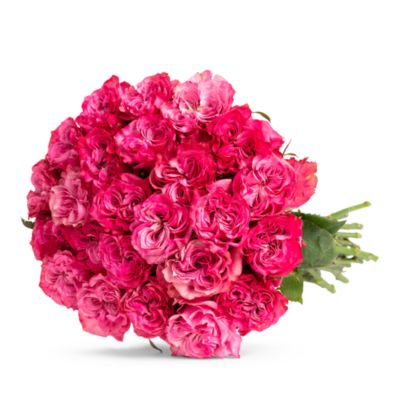 BloomsyBox Magenta Garden Roses | Bloomingdale's
