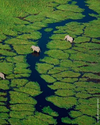 Aqua Allegoria Pera Granita Eau de Toilette 4.2 oz.  