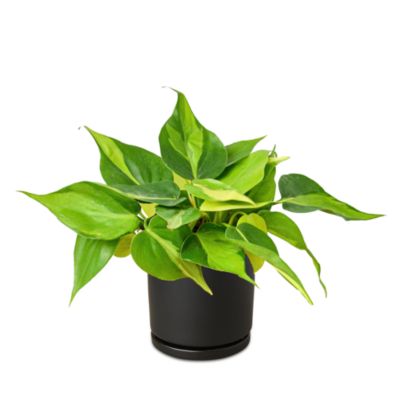 House Plant Shop - Brasil Plant in Black Cylinder Pot