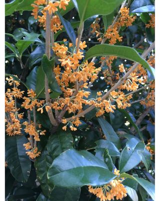 Inl&eacute; Eau de Parfum 2.5 oz.