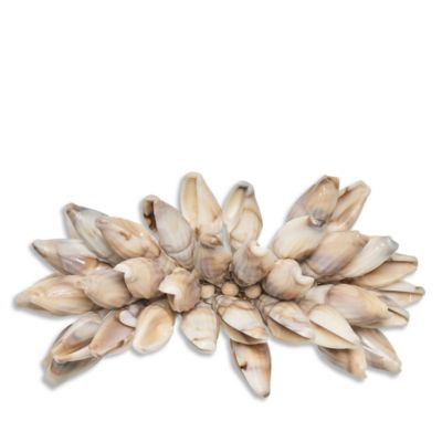 Shell Fringe Napkin Ring in Ivory &amp; Brown
