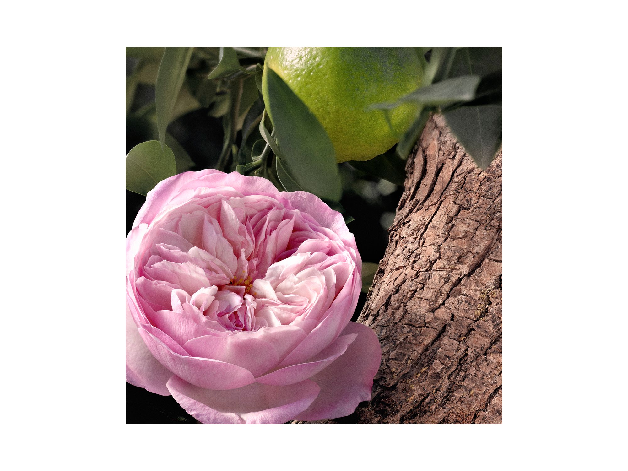 Rose Naturelle Intense Eau de Parfum 3.3 oz. — Image 5