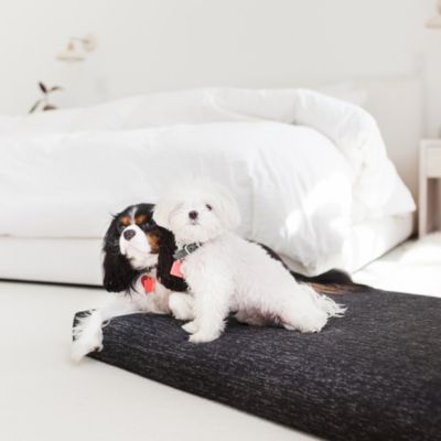 Minimal Dog Bed