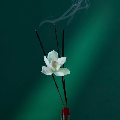 Potions &amp; Remedies Discovery Set