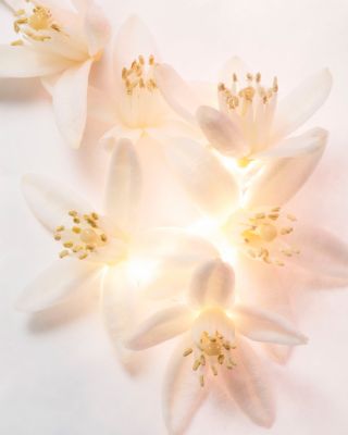 Allegra Magnifying Neroli Essence Eau de Parfum 1.35 oz.