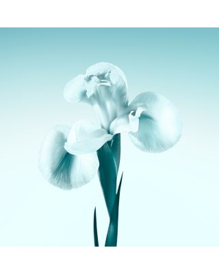 Tiffany Eau de Parfum 2.5 oz.