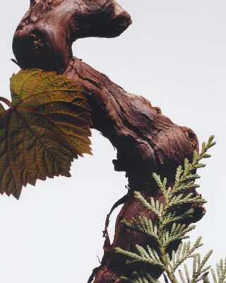 Cypress & Grapevine Men's Duo ($290 value)