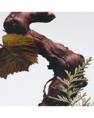 Cypress &amp; Grapevine Cologne Intense 1.7 oz.