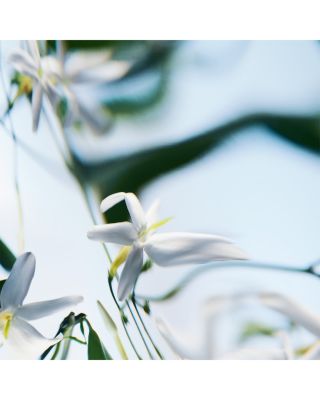 Blanche Absolu de Parfum 1.6 oz.