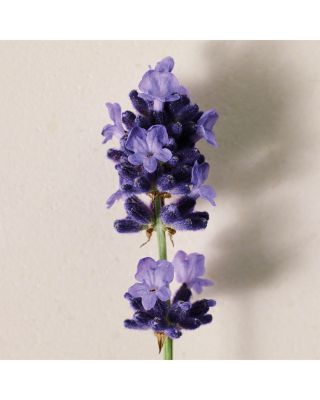 Atelier des Fleurs Lavanda Eau de Parfum