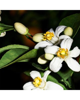 Le Vestiaire des Parfums 66 Marrakech Candle 7.76 oz.