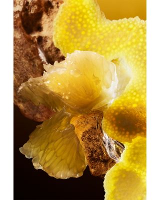 Le Gemme Tygar Eau de Parfum 2 oz.