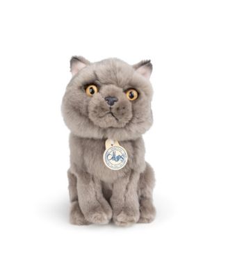  Bt Chaps Freddy The British Shorthair Floppy In Giftbox Plush 5-7 - Ages 5-7
