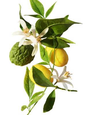 Eau Parfum&eacute;e Th&eacute; Vert Body Lotion 10.1 oz.