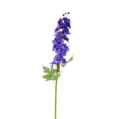 Delphinium Stem, Set of 12