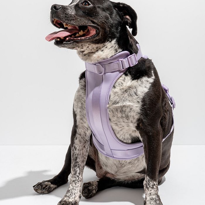 Wild One Cushioned Dog Harness Bloomingdale s