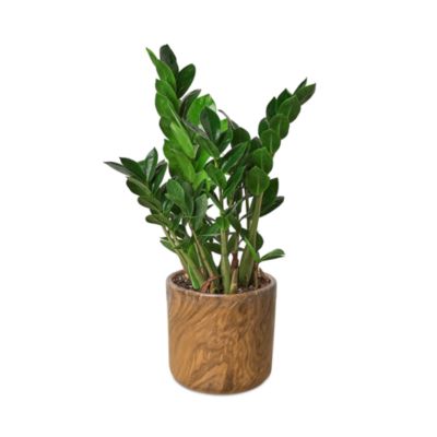 indoor cactus plants for sale Tall Euphorbia Cactus | Large Cactus