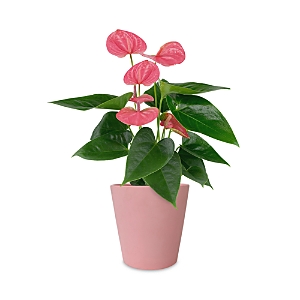 Bloomsybox Pink Anthurium
