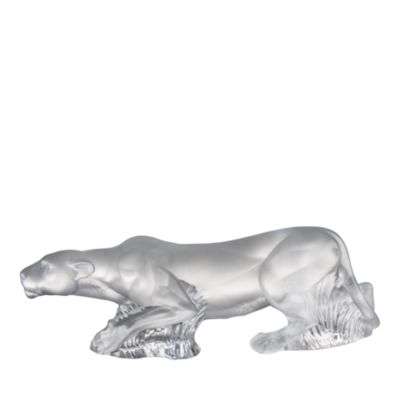 Timbavati Lion, Clear