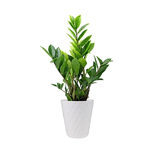 Bloomsybox Zz Plant In Green