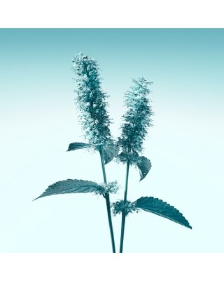 Tiffany Eau de Parfum 2.5 oz.