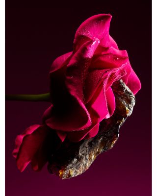 Le Gemme Sahare Eau de Parfum 4.2 oz.