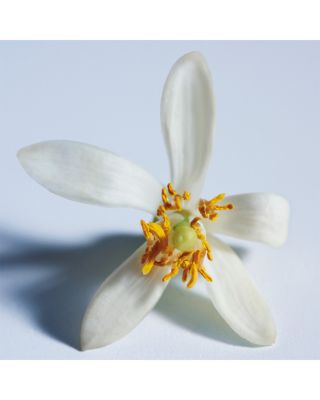 Atelier des Fleurs Nuit d'Oranger Eau de Parfum
