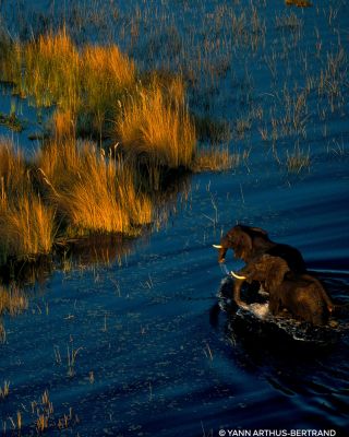 Aqua Allegoria Mandarine Basilic Forte Eau de Parfum 4.2 oz.