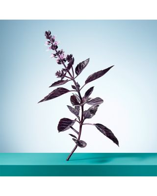 Tiffany & Love for Her Eau de Parfum 3 oz.