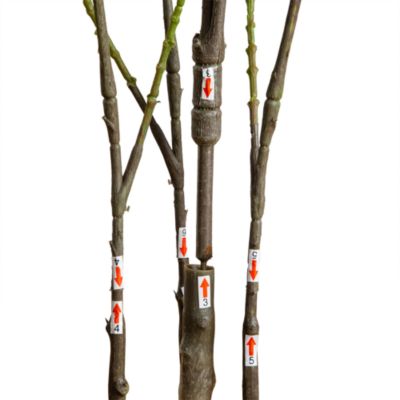 5' Artificial Heart Shaped Ficus Leaf Tree