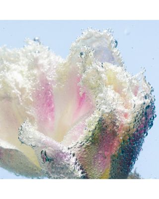 Tulipmania Hand & Nail Cream 1.7 oz.