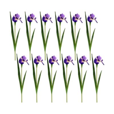 Iris Stem, Set of 12