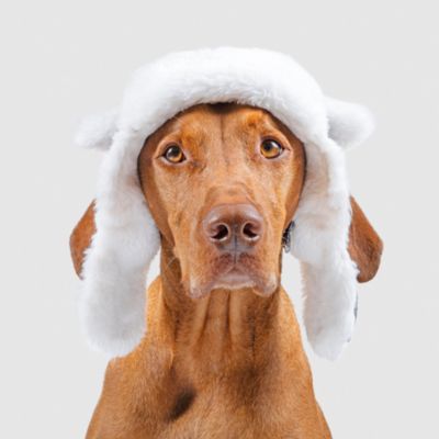 Canada Pooch Arctic Air Hat