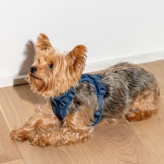 Wild One Navy Dog Harness, Small, Blue
