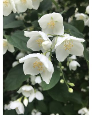 Inl&eacute; Eau de Parfum 2.5 oz.