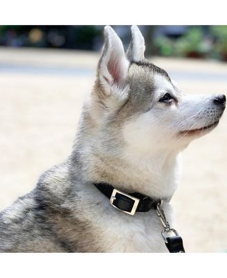 Medium Leather Adjustable & Water Resistant Dog Collar