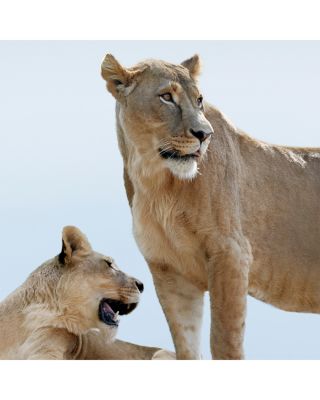 Goddess Shower Gel for Women 6.8 oz.