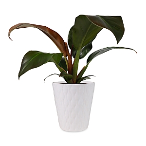Bloomsybox Imperial Red Philodendron Plant In Green