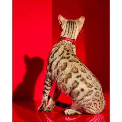 Louxar Red Allure Pet Collar