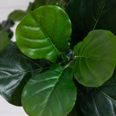 Artificial Fiddle Leaf Tree, 12'